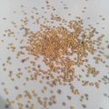 brinjal seeds