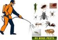 Pest Control in Blair Condominium Gurugram