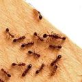 Termite Control services in DLF City Phase 5 Gurugram