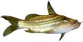 tengra fish