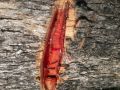 Brownish yellow red sandalwood