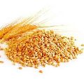 302 Wheat Seeds