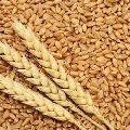 322  Wheat Seeds