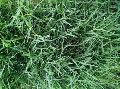 Fresh Bermuda Grass Powder