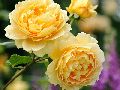English Rose Plant