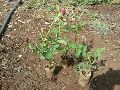 Gladiator Open Field Rose Plant