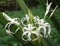 Spider Lily Plant