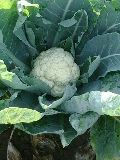 Cauliflower Seeds G-1
