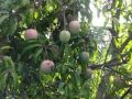 Fresh Sindhuram Mango