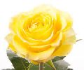 Fresh Yellow Rose Flowers