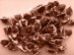 Moringa Hybrid Propogation Seeds