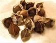 Moringa Seed Exporters