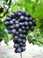 fresh black grapes