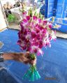 Fresh Cut Orchid Flower