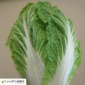 chinese cabbage seeds