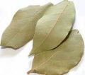 Bay Leaves