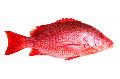 red snapper fish
