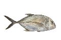 Trevally Fish