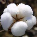 raw cotton