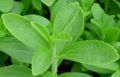 Organic Green Stevia Leaves