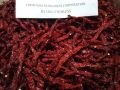 Indian Hot Red Pepper Dry Chilli