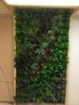 Bio Wall Artificial Vertical Green Wall