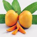 Alphonso Ripned mango