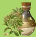 Sandalwood Oil