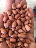 ground nut (Bold)