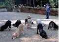 Dog Basic Training 