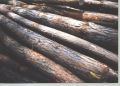 Variety of Pine Logs