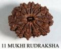 11 Mukhi Rudraksh
