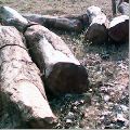 Babool Wood Plank