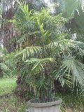 Alexandra Palm Plant