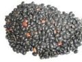 Ratanjot Seeds