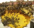 Honey Bee Control Services