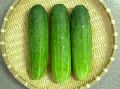 Fresh Green Cucumber