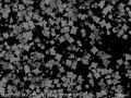 Tin Oxide Nanoparticle