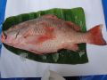 Fresh Chilled Red Snapper Fish