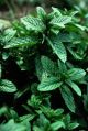 Peppermint Essential Oil, 1 Kg at Rs 2250/kg in Panchkula