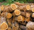 Ghana Teak Wood Logs