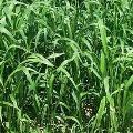 Hybrid Sorghum Sudan Grass Seeds
