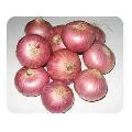 Fresh Big Red Onion