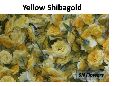 Yellow Shibagold Rose