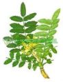 Aushadhi Herbal Powder Boswellia Serrata