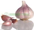 Aushadhi Herbal garlic extract