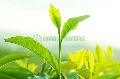 green tea extract