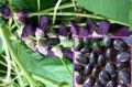 Aushadhi Herbal Jamun Extract