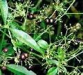 Aushadhi Herbal Manjistha Extract