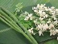 Aushadhi Herbal India moringa flower
